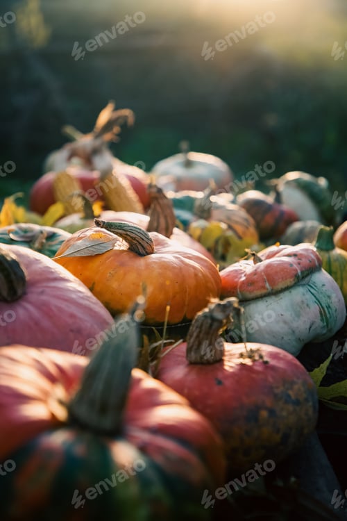 Preview: pumpkins in autumn Thanksgiving card