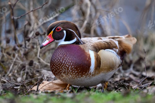 Preview: Wood duck (Aix sponsa)