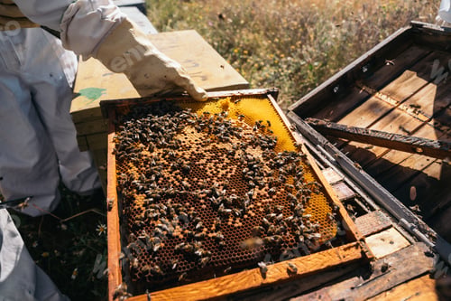 Preview: Beekeepers working to collect honey. Organic beekeeping concept.