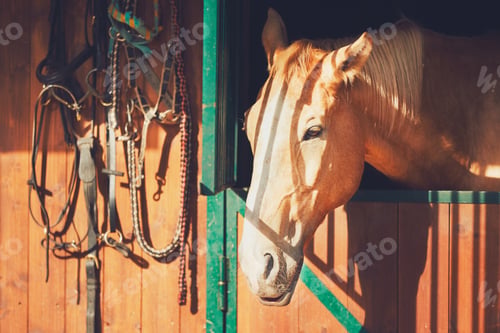 Preview: Horse in contemporary stable