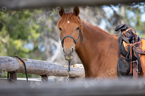 Preview: Brown horse ready to ride at Grand Teton National Park in Wyoming, USA