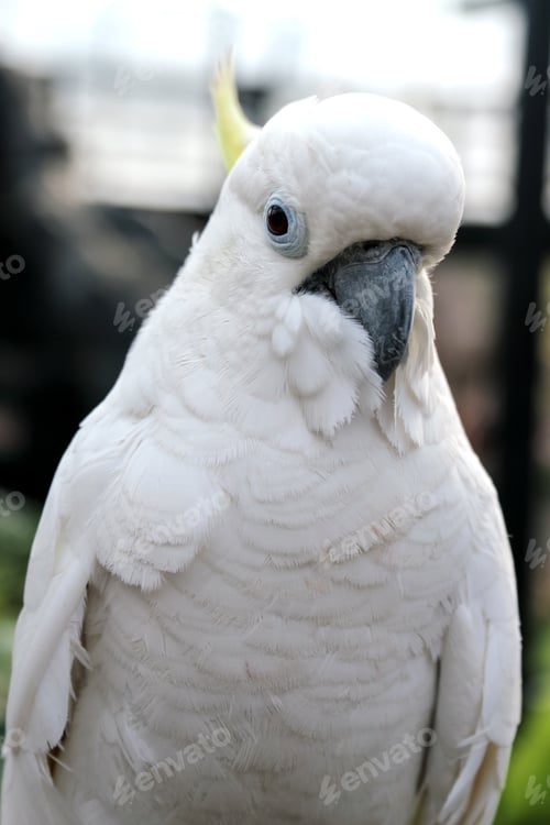 Preview: Selective Focus Cockatoo Against Blurred Background