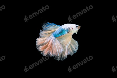 Preview: Beautiful colorful of siamese betta fish
