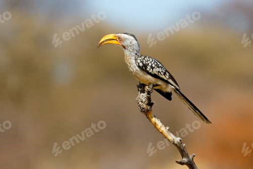 Preview: Yellow-billed hornbill perched in a branch
