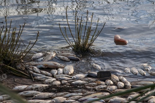 Preview: Closeup of dead fishes caused by pollution near a thermal power station