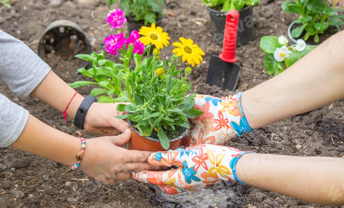 Preview: teen girl helps mother to plant flowers. Mom and her daughter were gardening over the weekend.