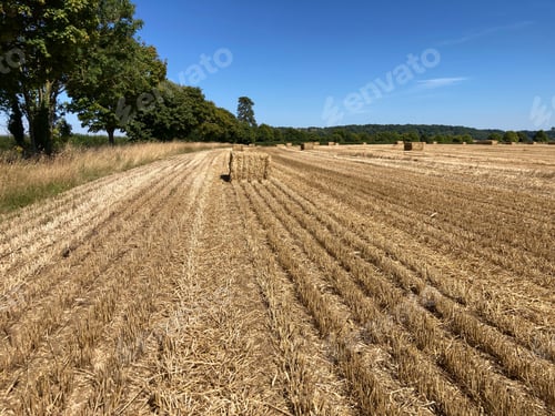 Preview: Agricultural landscape, stubble field after harvest