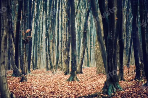 Preview: darkness, forest, horror, spooky