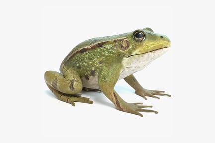 Preview: Green Pond Frog - Realistic Amphibian