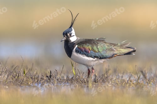 Preview: Northern Lapwing Display Behaviour
