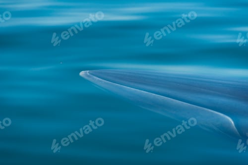Preview: Bryde's whale, watching in the Gulf of Thailand