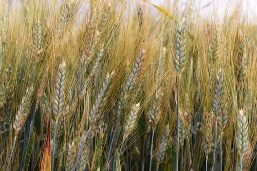 Preview: Agricultural landscape. Fertile wheat fields.