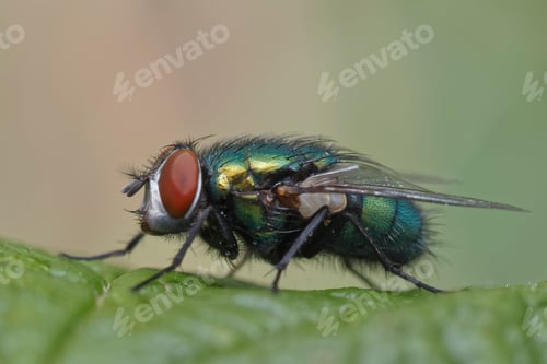 Preview: Common Green Bottle Fly