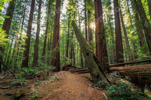 Preview: Sunrise In The The Redwoods At Redwoods National And State Parks California