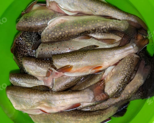 Preview: Large ceramic bowl filled with a variety of different fish.