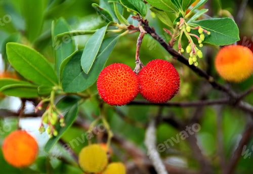 Preview: Closeup shot of red fruits of Arbutus unedo