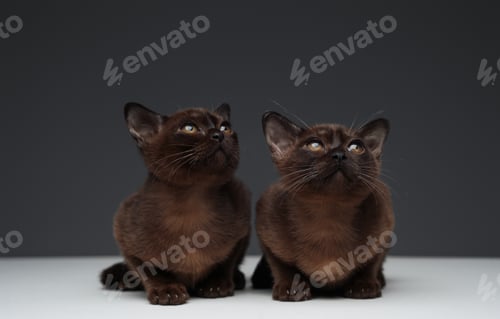 Preview: Two adorable cats together with dark brown fur