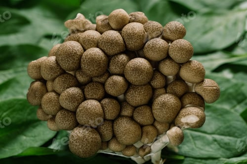 Preview: Superfood Boletus mushrooms with spinach leaves
