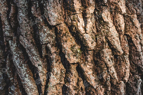 Preview: Close up texture of brown bark of tree