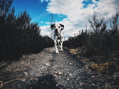 Preview: Dalmatian running
