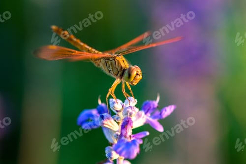 Preview: Dragonfly on blue flower in the garden