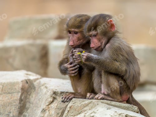 Preview: Two juvenile Hamadryas baboons