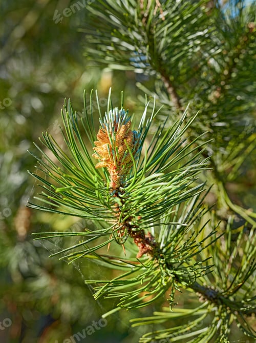 Preview: Images from the Kingdom of Denmark