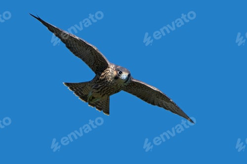 Preview: Peregrine falcon (Falco peregrinus)