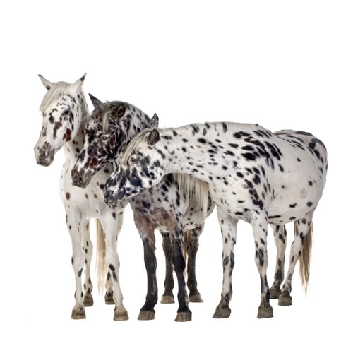 Preview: Appaloosa horse