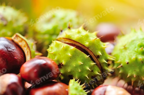 Preview: Fresh chestnuts on background autumn leaves
