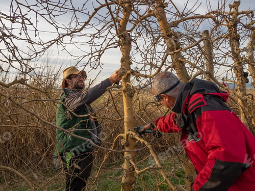 Preview: Young farmer pruning a tree using pruning shears with an older farmer cutting a branch of a tree