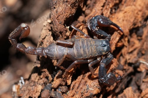 Preview: Closeup on an adult Pacific Forest Scorpion, Uroctonus mordax under a piece of wood