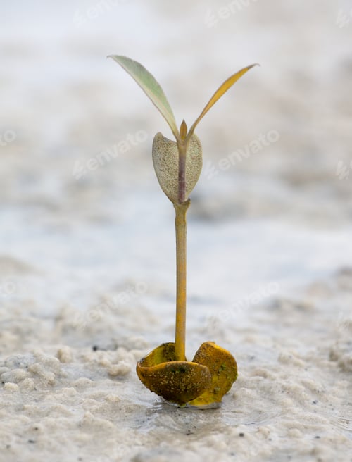 Preview: Mangrove seedling