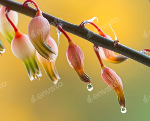 Preview: Dew droplets hanging from succulent pink flowers plant.