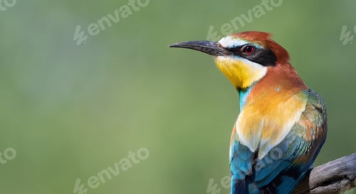Preview: European bee-eater, Merops apiaster. Close-up of a bird