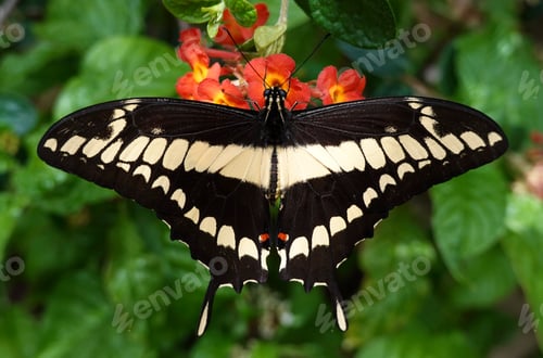 Preview: King swallowtail (Papilio thoas)