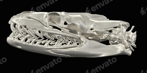 Preview: Python skull image from a CT scan