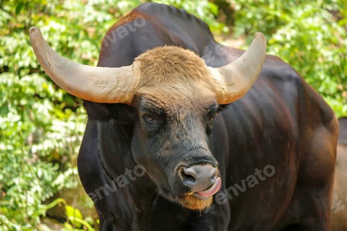 Preview: Gaur or Bos gaurus in zoo