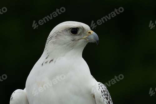 Preview: Closeup of a Gyrfalcon on a dark background