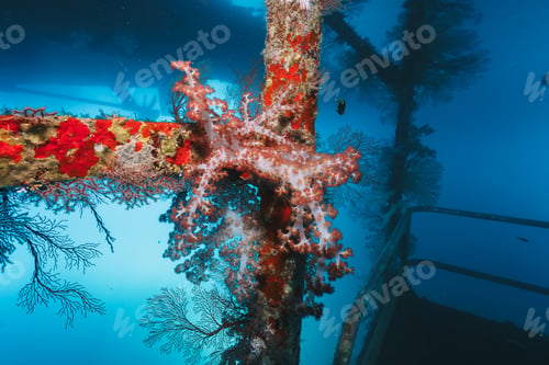 Preview: coral reef macro ,texture, abstract marine ecosystem background on a coral reef