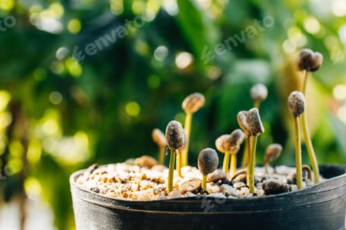 Preview: coffee sprout growing in nature Close-Up
