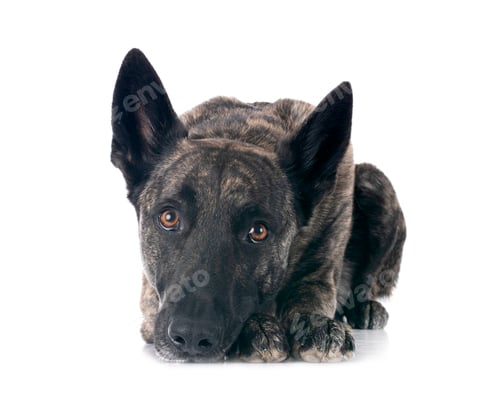 Preview: Dutch Shepherd in studio