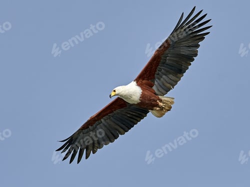 Preview: African fish eagle (Haliaeetus vocifer),