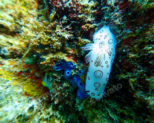 Preview: snorkeling trip at Samaesan Thailand dive underwater with fishes in the coral reef sea pool