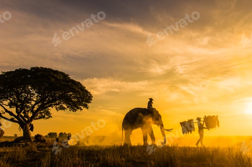 Preview: Elephant at sunrise in Thailand