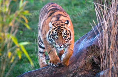 Preview: Sumatran Tiger Walking Towards the Camera
