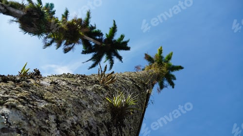 Preview: Ancient royal palm trees with epiphytic plants
