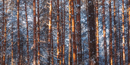 Preview: Trunks And Branches Of Pine Trees Covered With Frost And Snow. Winter Forest Background
