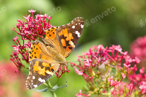 Preview: Beautiful butterfly on a flower.