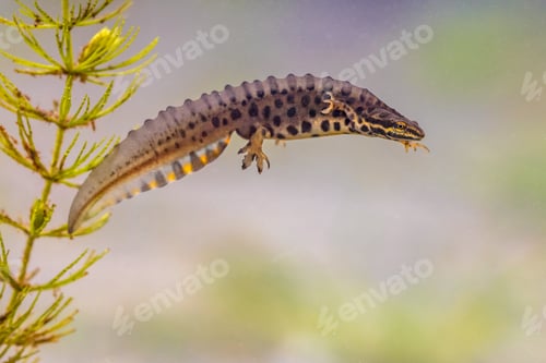 Preview: Common newt amhibian in freshwater habitat